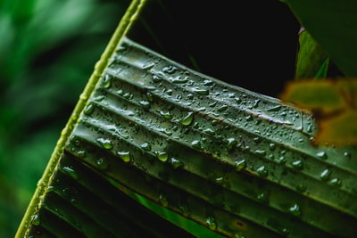 Young black plant stem
